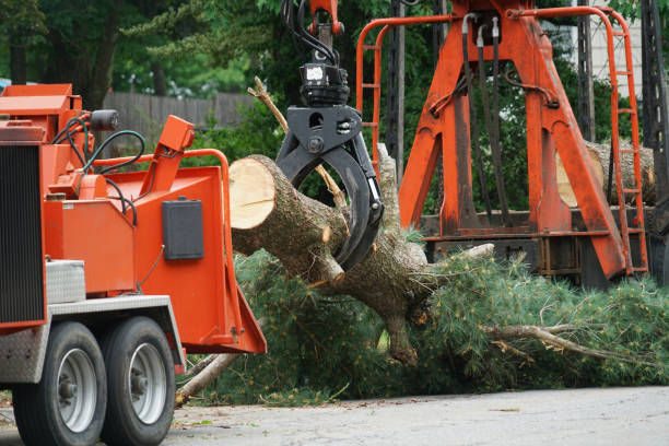 The Steps Involved in Our Tree Care Process in Timberville, VA